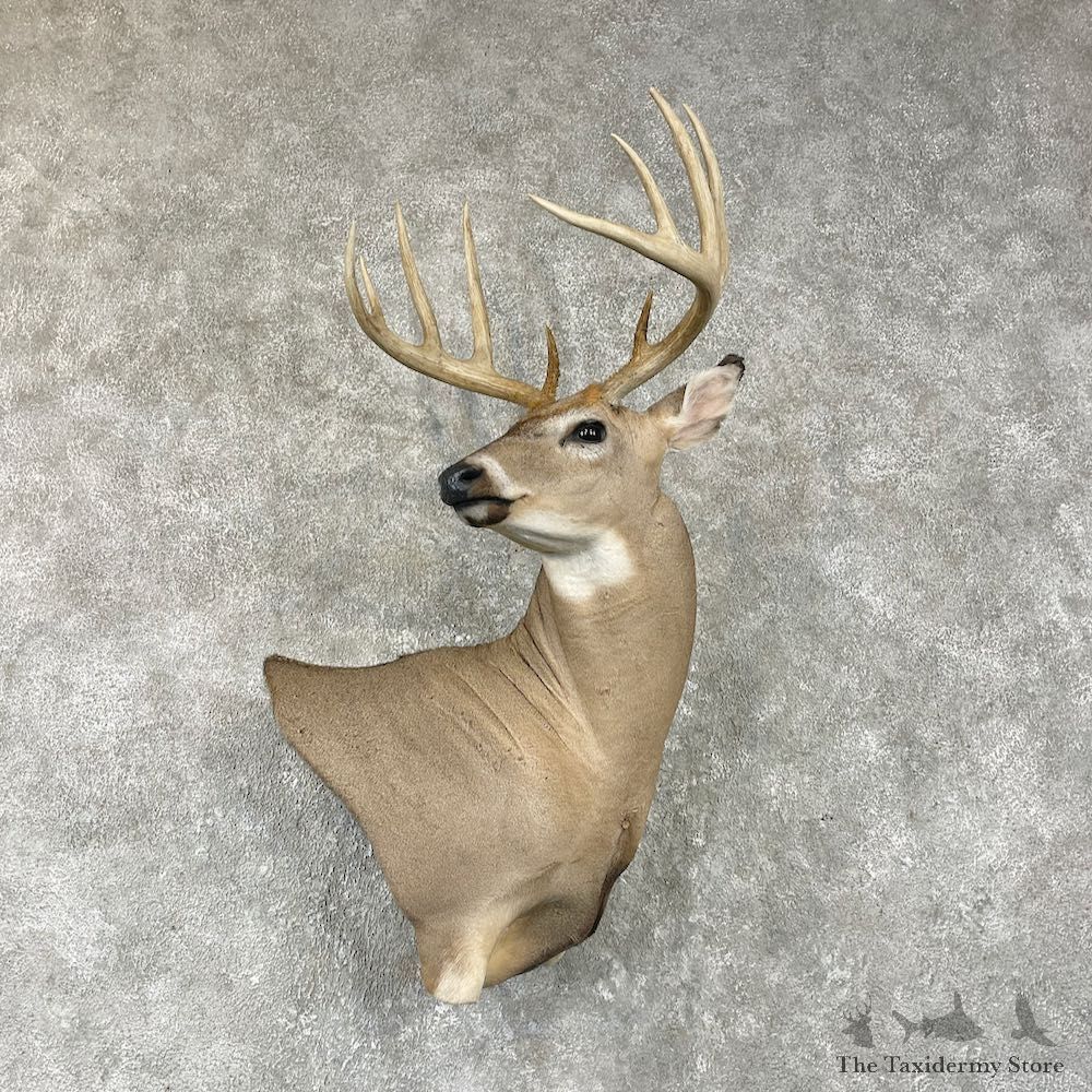 Whitetail Deer Shoulder Mount For Sale #26041 @ The Taxidermy Store