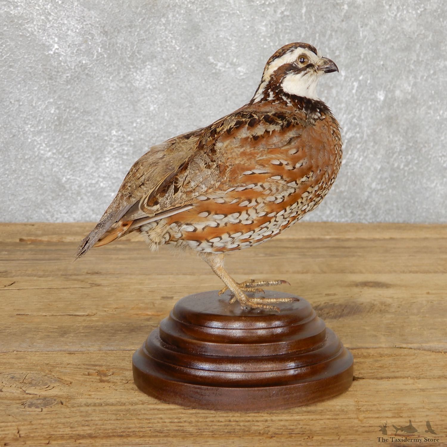 Bobwhite Quail Bird Mount For Sale #19791 @ The Taxidermy Store