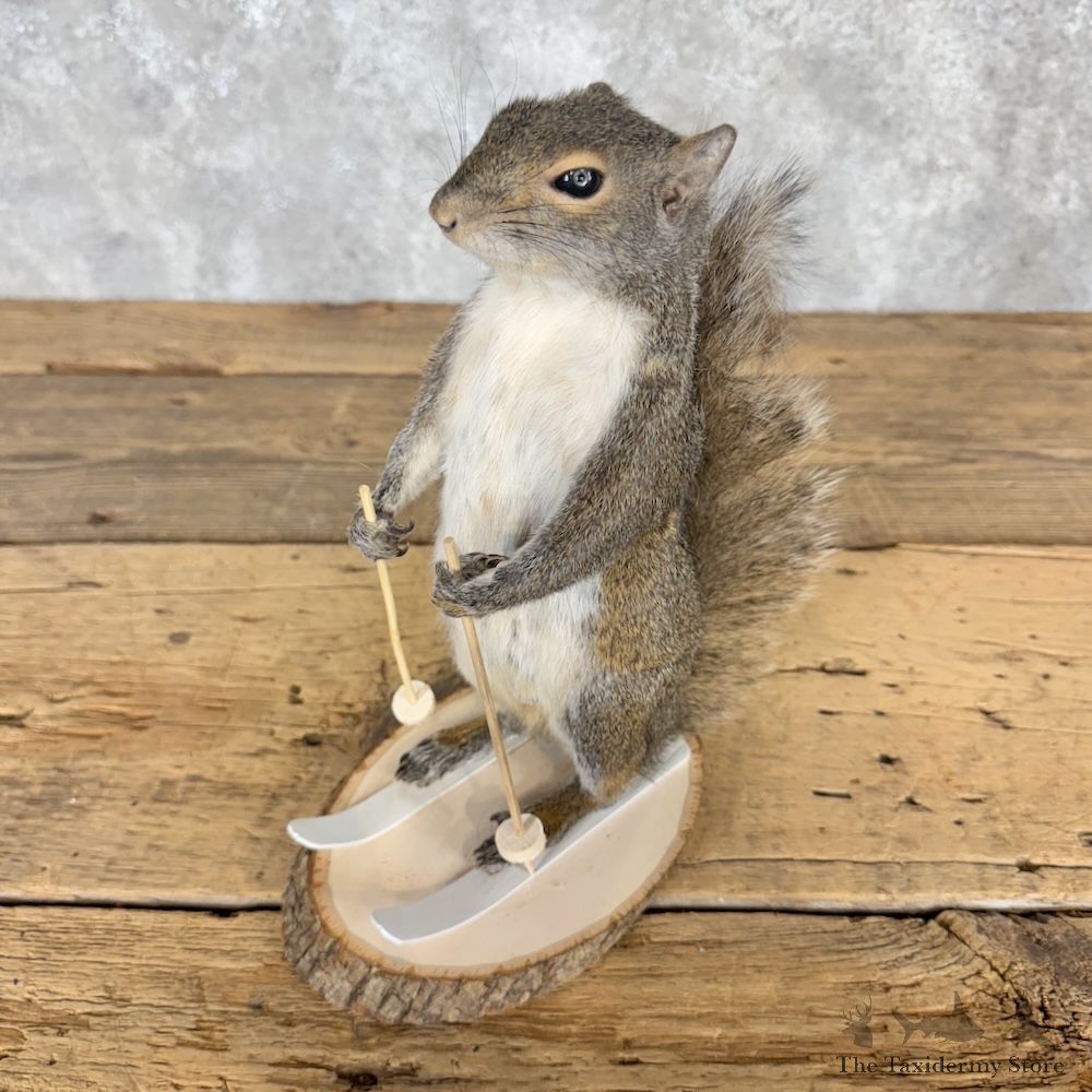 Skiing Squirrel Novelty Mount For Sale #30210 @ The Taxidermy Store