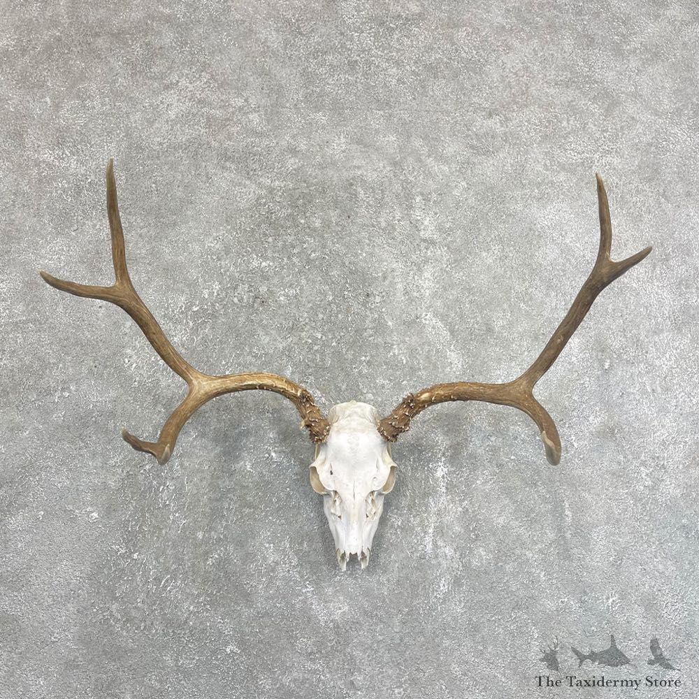 Mule Deer Taxidermy Antler Plaque Mount #24262 For Sale @ The Taxidermy Store