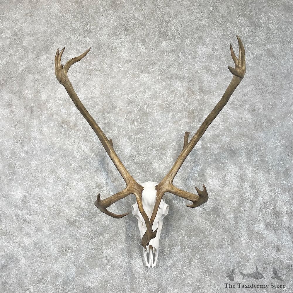 Ground Barren Caribou Skull & Horn Mount For Sale #28448 @ The Taxidermy Store