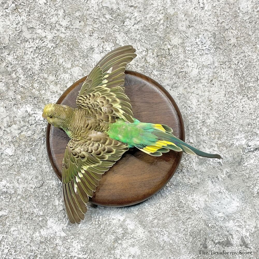 Parakeet Bird Mount For Sale #27834 @ The Taxidermy Store