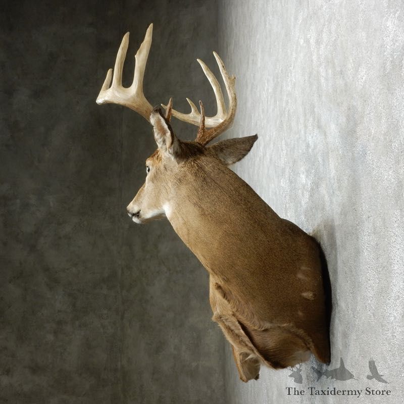 Whitetail Deer Shoulder Mount For Sale #18099 @ The Taxidermy Store