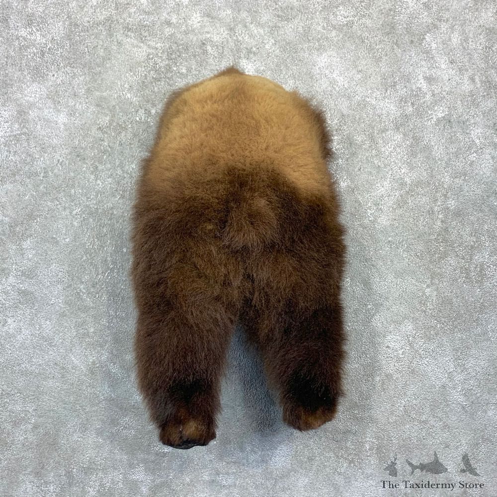 Grizzly Bear Novelty Butt Mount For Sale #23136 @ The Taxidermy Store