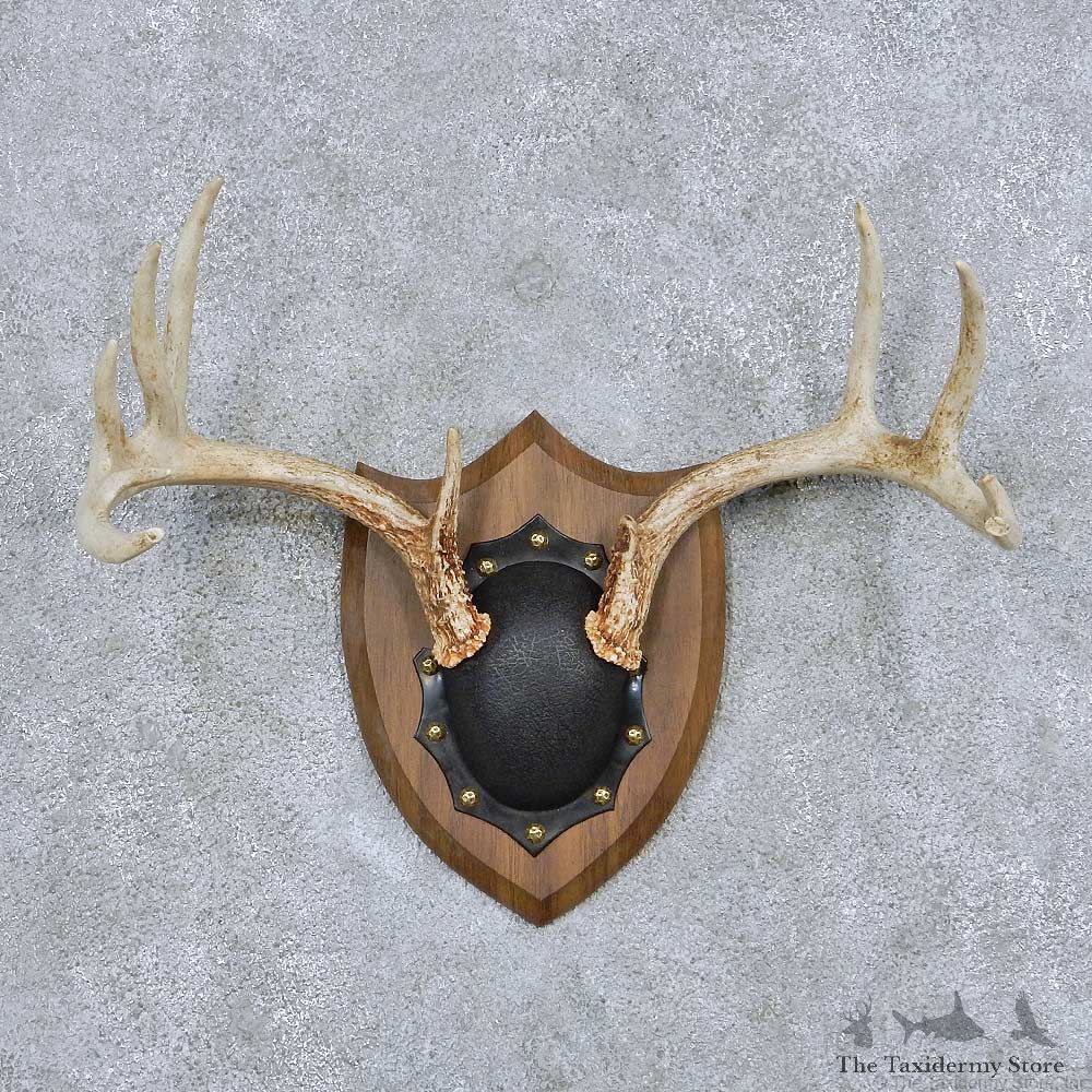 Whitetail Deer Antler Plaque Taxidermy Mount #13847 For Sale @ The Taxidermy Store