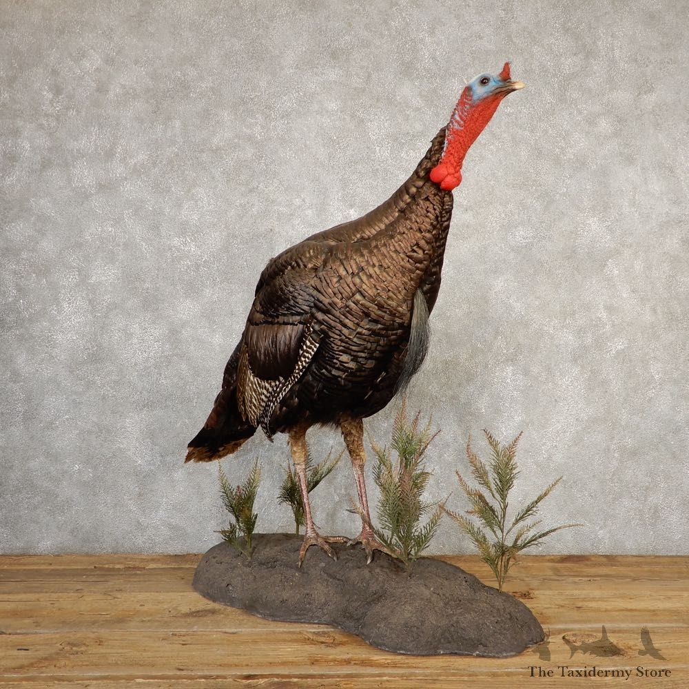 Eastern Turkey Bird Mount For Sale #20667 @ The Taxidermy Store