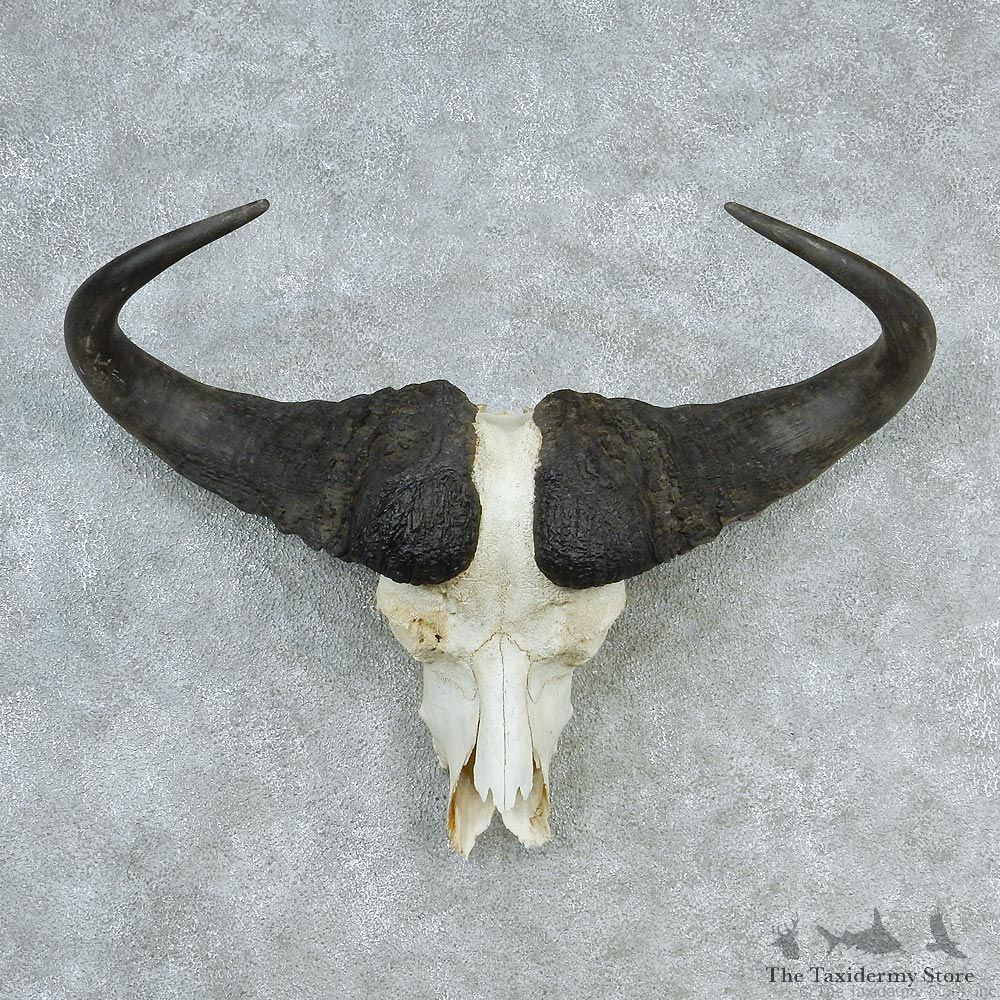 African Cape Buffalo Skull & Horn European Mount #12736 For Sale @ The Taxidermy Store