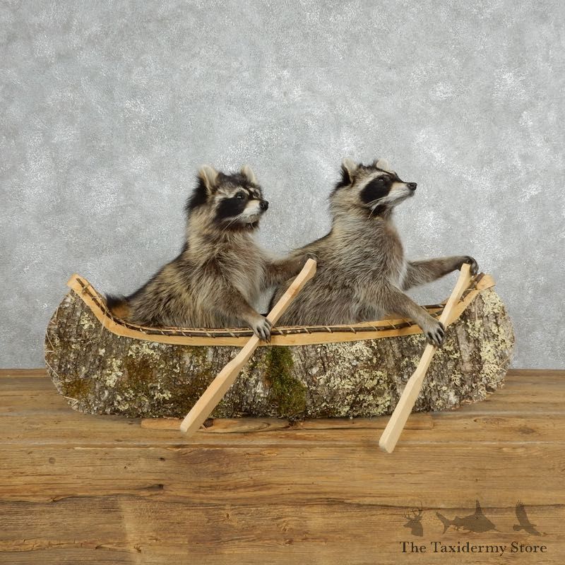 Canoeing Raccoons Novelty Mount For Sale #18147 @ The Taxidermy Store