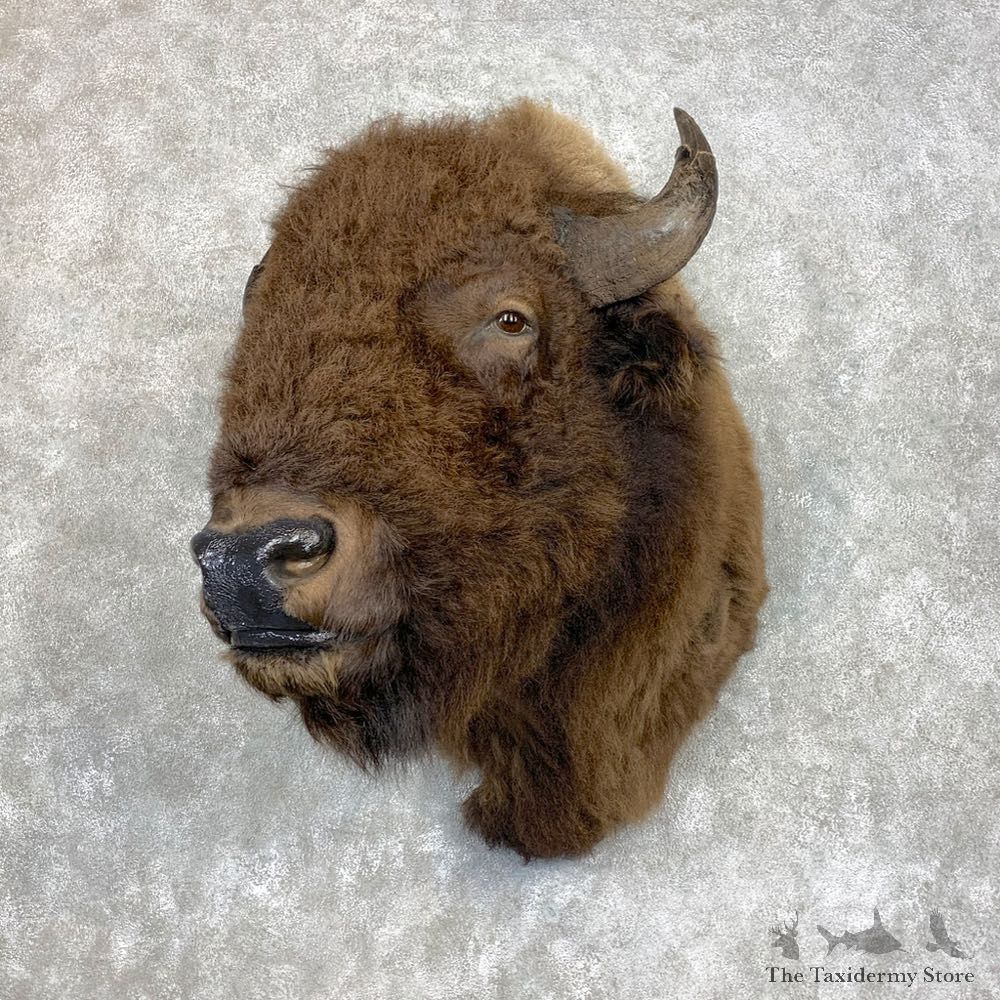 American Buffalo Shoulder Taxidermy Mount For Sale #21732 @ The Taxidermy Store