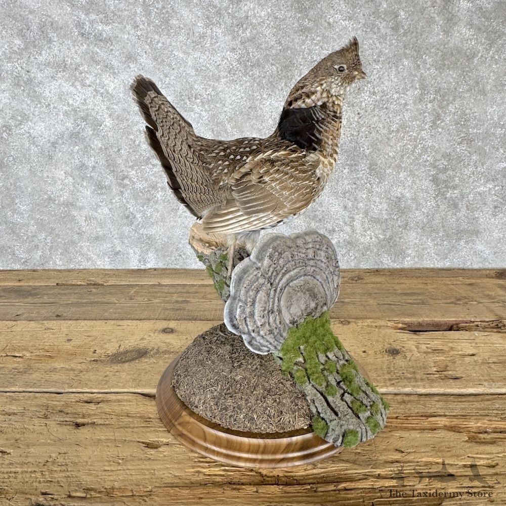 Ruffed Grouse Bird Mount For Sale #30299 @ The Taxidermy Store