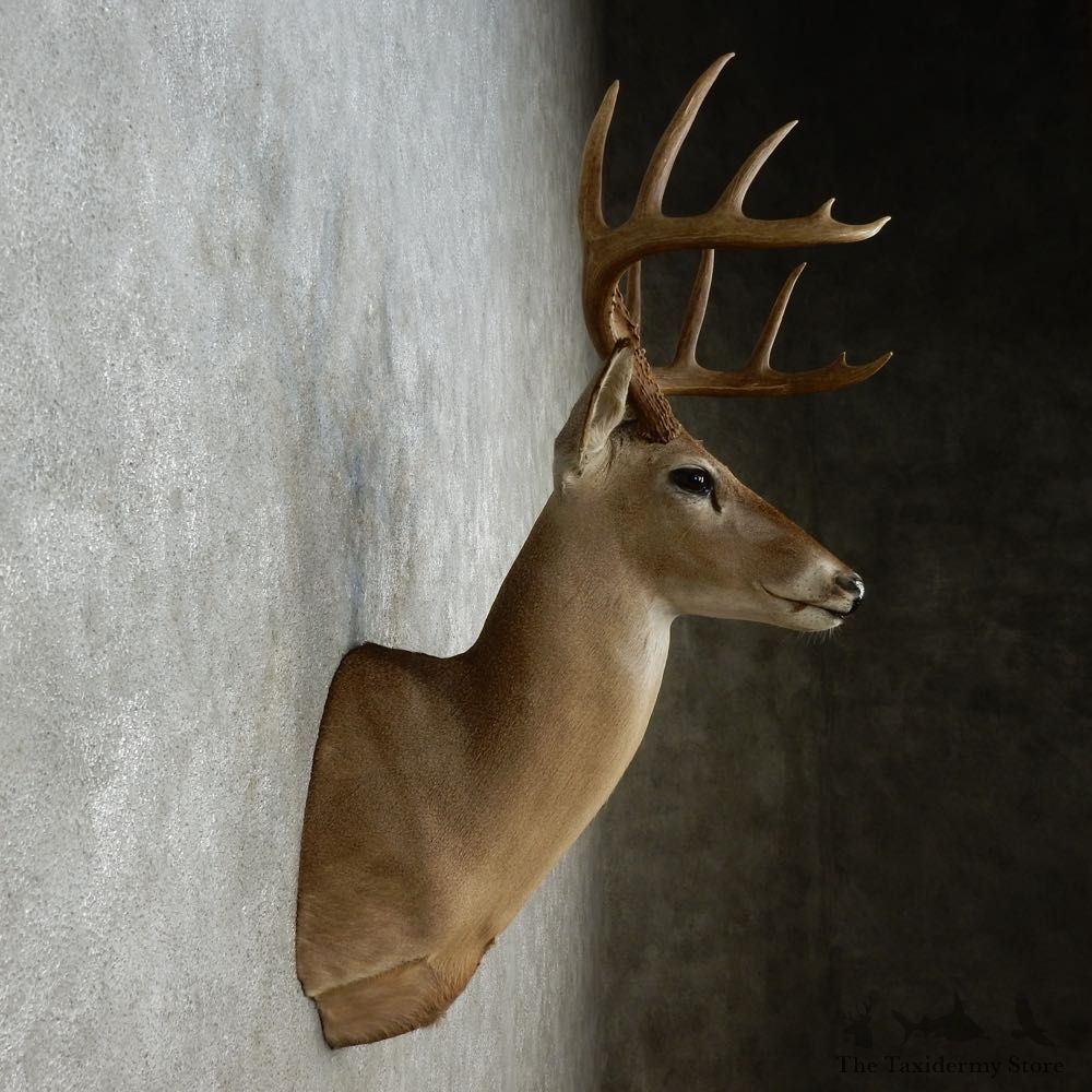 Whitetail Deer Shoulder Mount For Sale #15246 @ The Taxidermy Store
