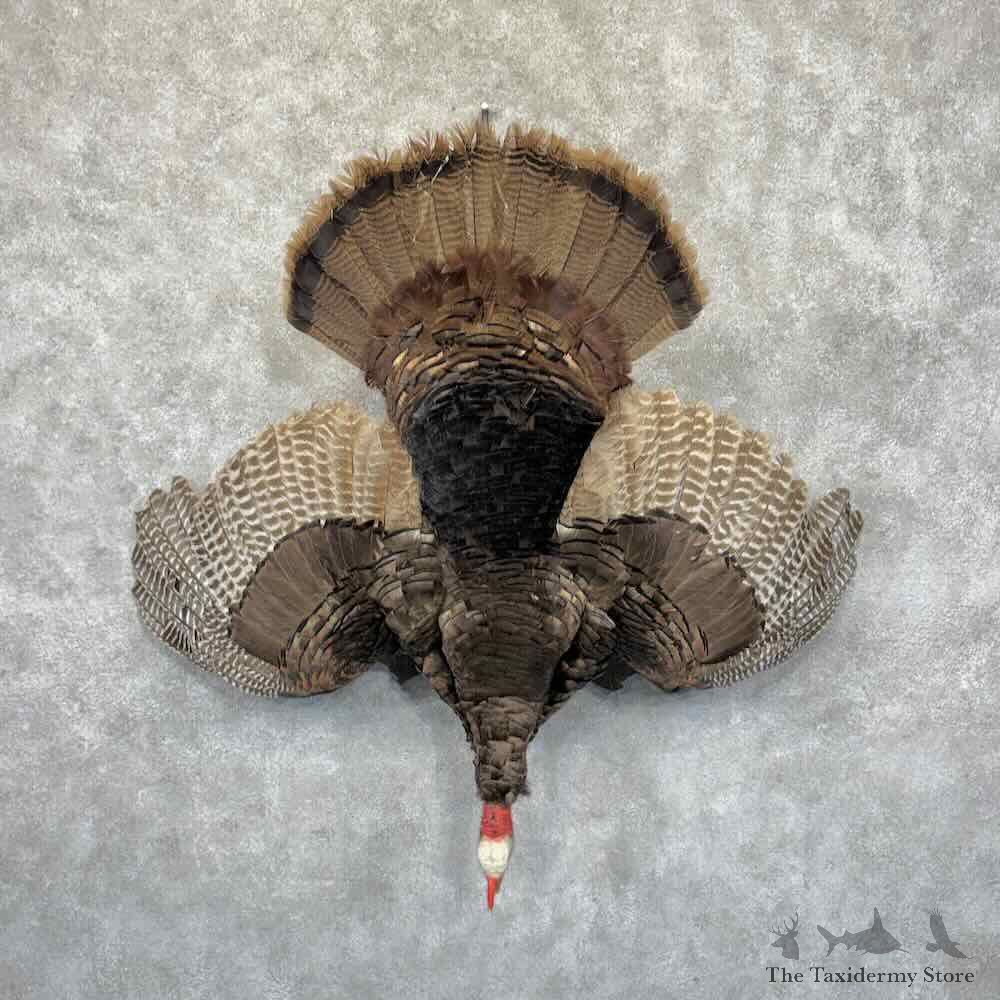 Eastern Turkey Bird Mount For Sale #31904 @ The Taxidermy Store