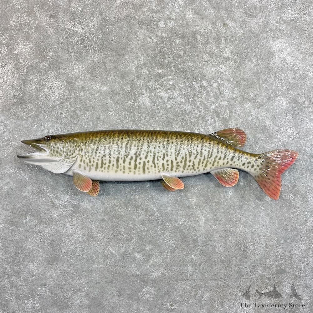 Tiger Musky Fish Taxidermy Mount For Sale #27530 - The Taxidermy Store