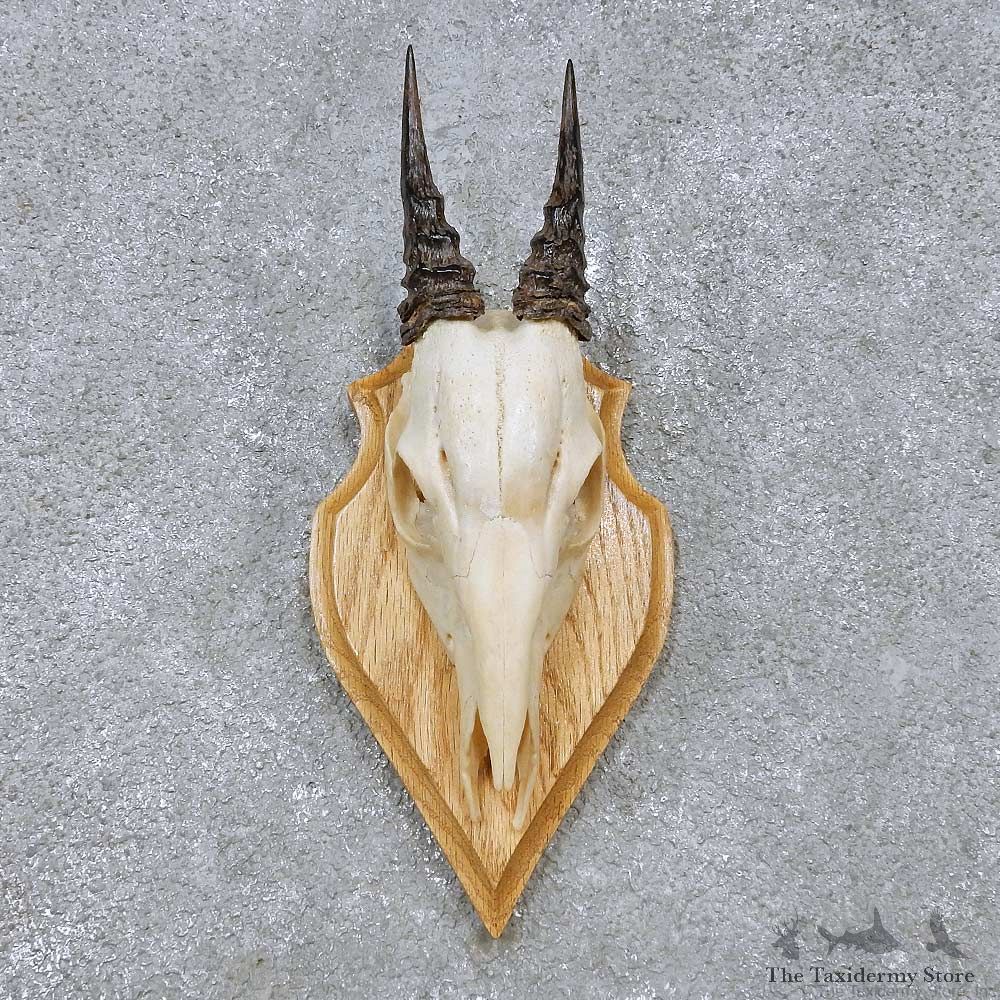 Peters Duiker Skull & Horn European Mount For Sale #14514 @ The Taxidermy Store
