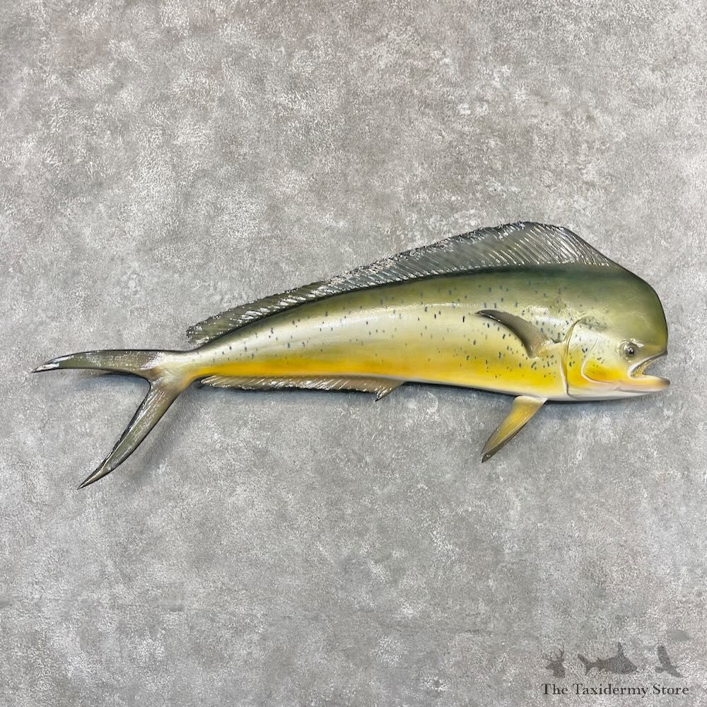 Reproduction Mahi Mahi Fish Mount For Sale #27698 @ The Taxidermy Store