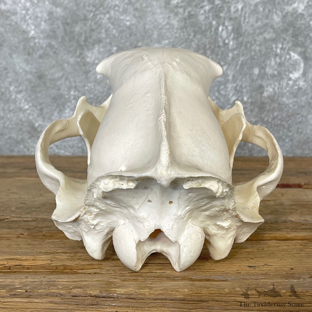 Alaskan Grizzly Bear Skull Mount For Sale #25057 @ The Taxidermy Store