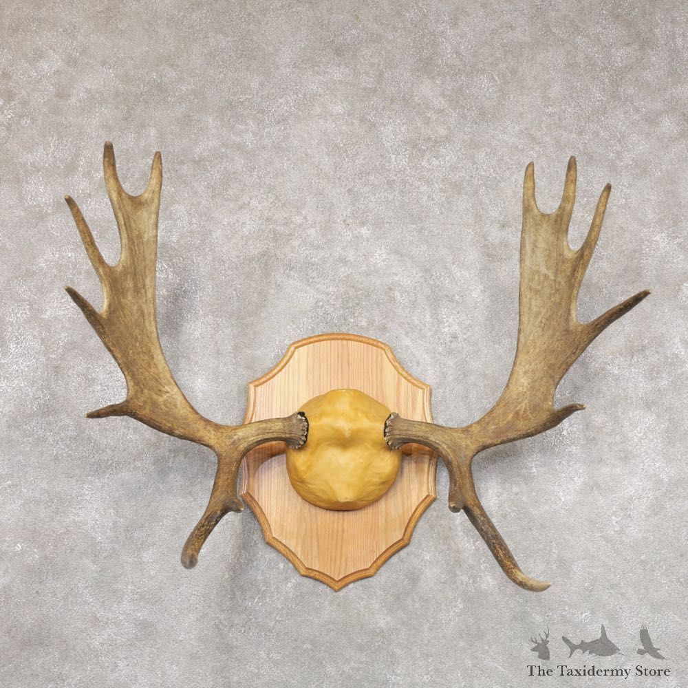 Mouse Antler Plaque For Sale #22353 @ The Taxidermy Store
