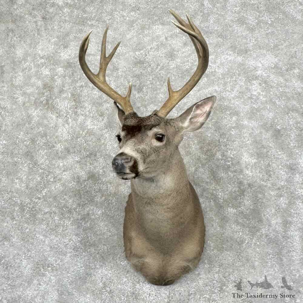 Columbia Blacktail Deer Shoulder Mount For Sale #32149 @ The Taxidermy Store