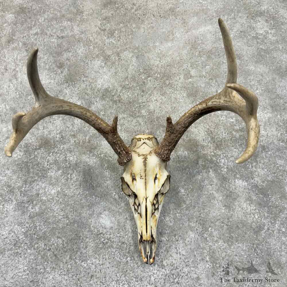 Whitetail Deer Skull European Mount For Sale #30912 @ The Taxidermy Store
