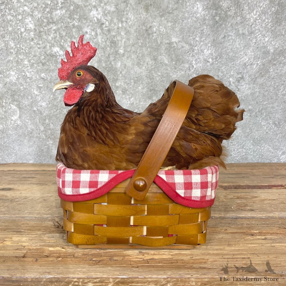Domestic Chicken Rooster Mount For Sale #26345 @ The Taxidermy Store