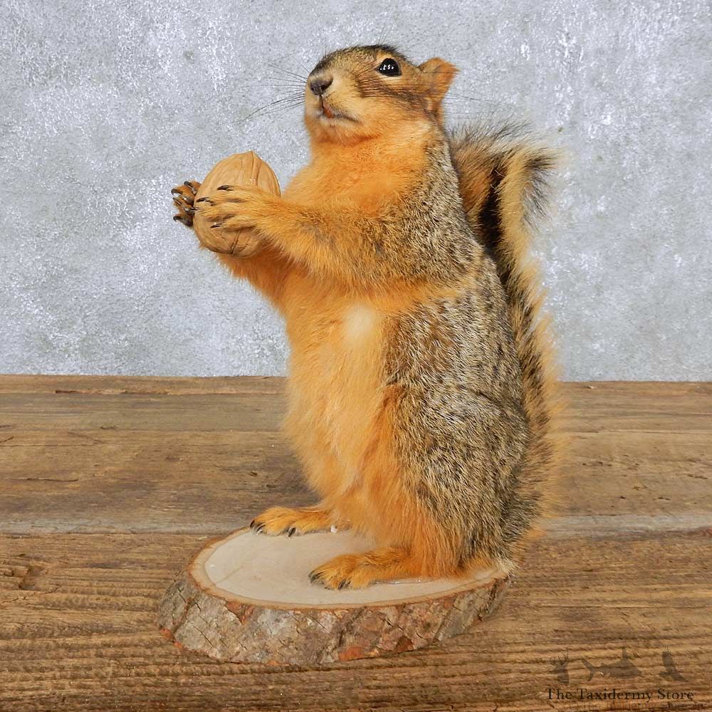 Fox Squirrel Mount For Sale #14867 @ The Taxidermy Store