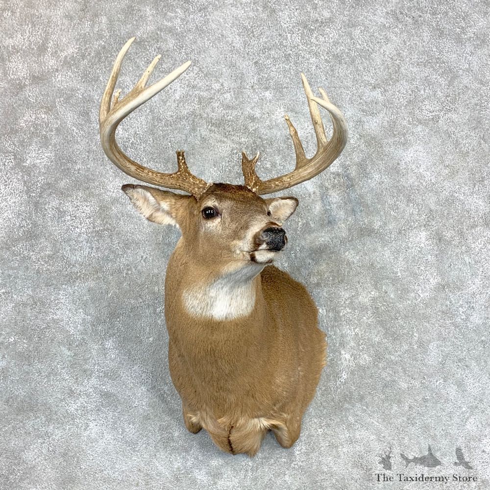 Whitetail Deer Shoulder Mount #23349 For Sale - The Taxidermy Store