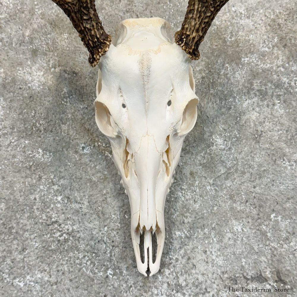 Whitetail Deer Skull European Mount For Sale #29248 @ The Taxidermy Store