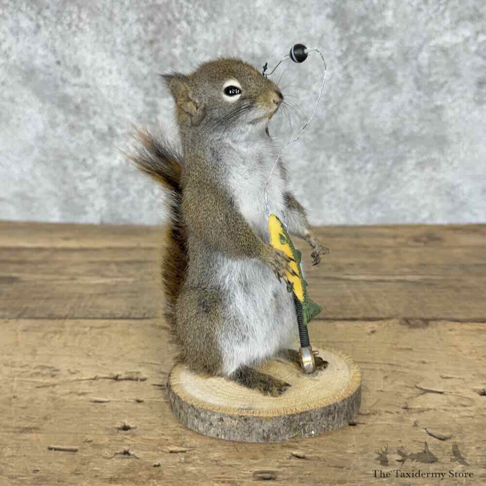 Fishing Red Pine Squirrel Novelty Mount For Sale #32260 @ The Taxidermy Store