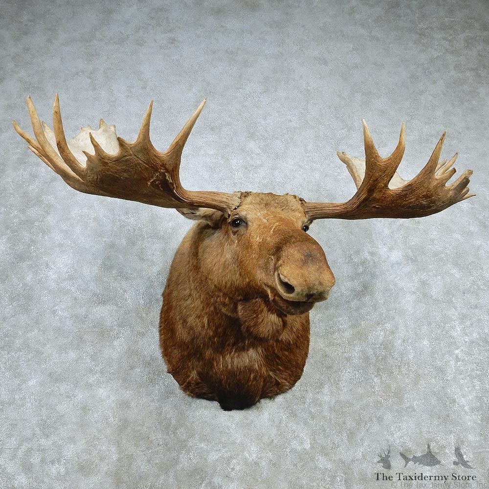 Alaskan Moose Shoulder Taxidermy Head Mount #12783 For Sale @ The Taxidermy Store