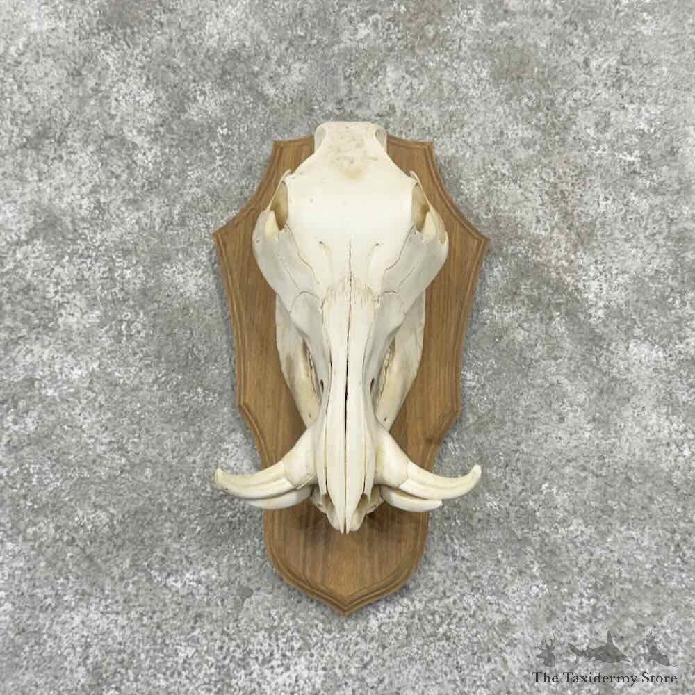 African Warthog Full Skull For Sale #32175 @ The Taxidermy Store