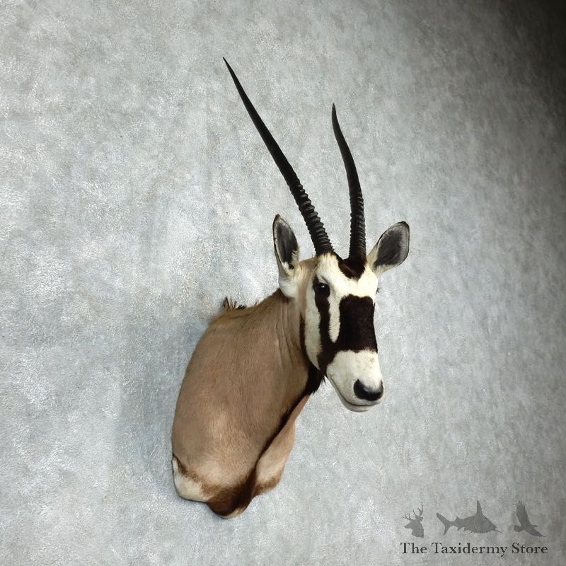 Gemsbok Oryx Shoulder Mount For Sale #17960 @ The Taxidermy Store