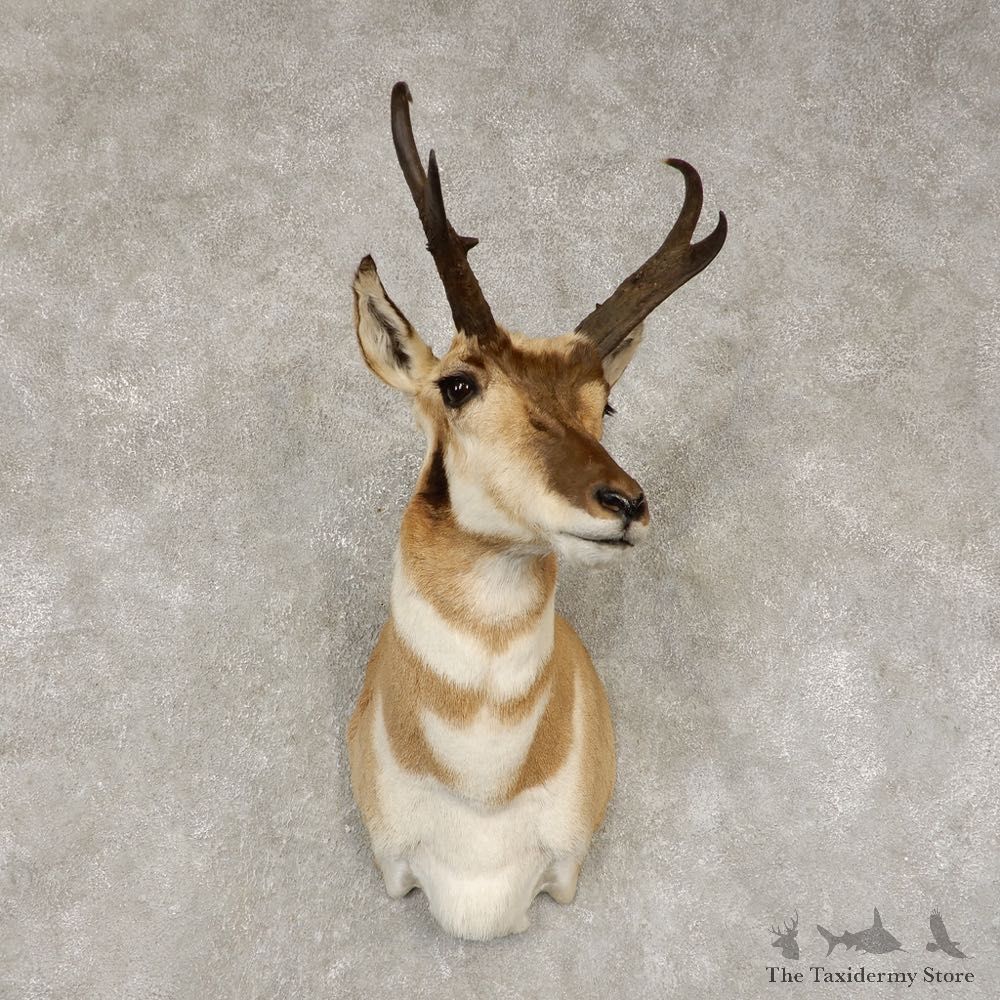 Pronghorn Antelope Shoulder Mount For Sale #21441 @ The Taxidermy-Store