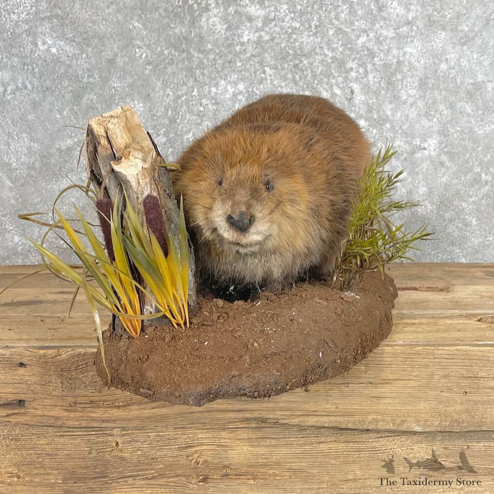 North American Beaver Mount For Sale #28034 @ The Taxidermy Store