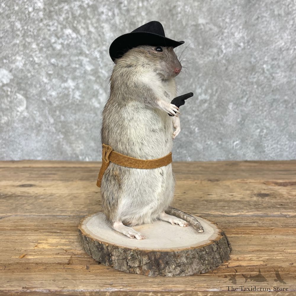 Cowboy Rat Novelty Mount For Sale #26375 @ The Taxidermy Store
