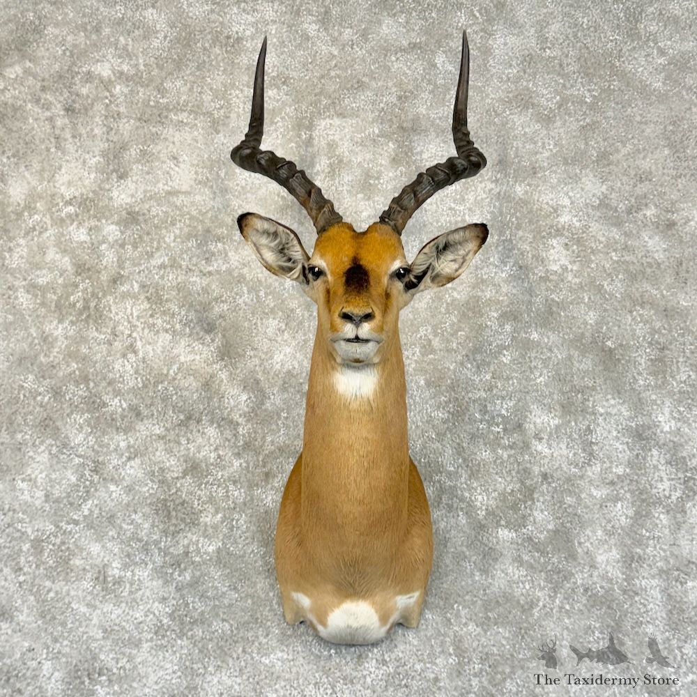 South African Impala Shoulder Mount For Sale #29220 @ The Taxidermy Store