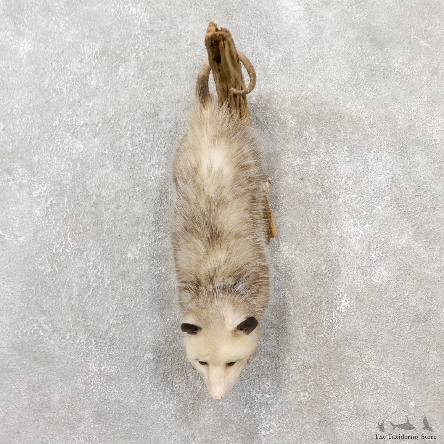 Wall Hanging Opossum Mount For Sale #19073 @ The Taxidermy Store