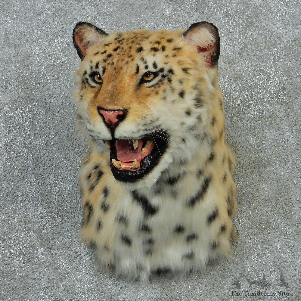 Snow Leopard Taxidermy Shoulder Mount #12918 For Sale @ The Taxidermy Store