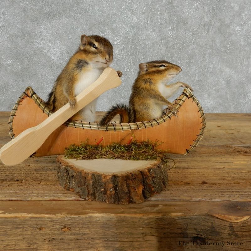 Canoeing Chipmunks Novelty Mount For Sale #18170 @ The Taxidermy Store