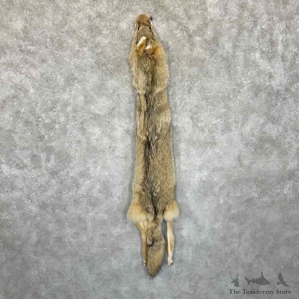 Coyote Dressing Tanned Hide For Sale #30943 @ The Taxidermy Store