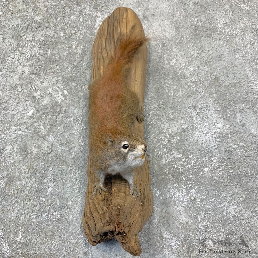 Red Squirrel Life-Size Mount For Sale #22954 @ The Taxidermy Store