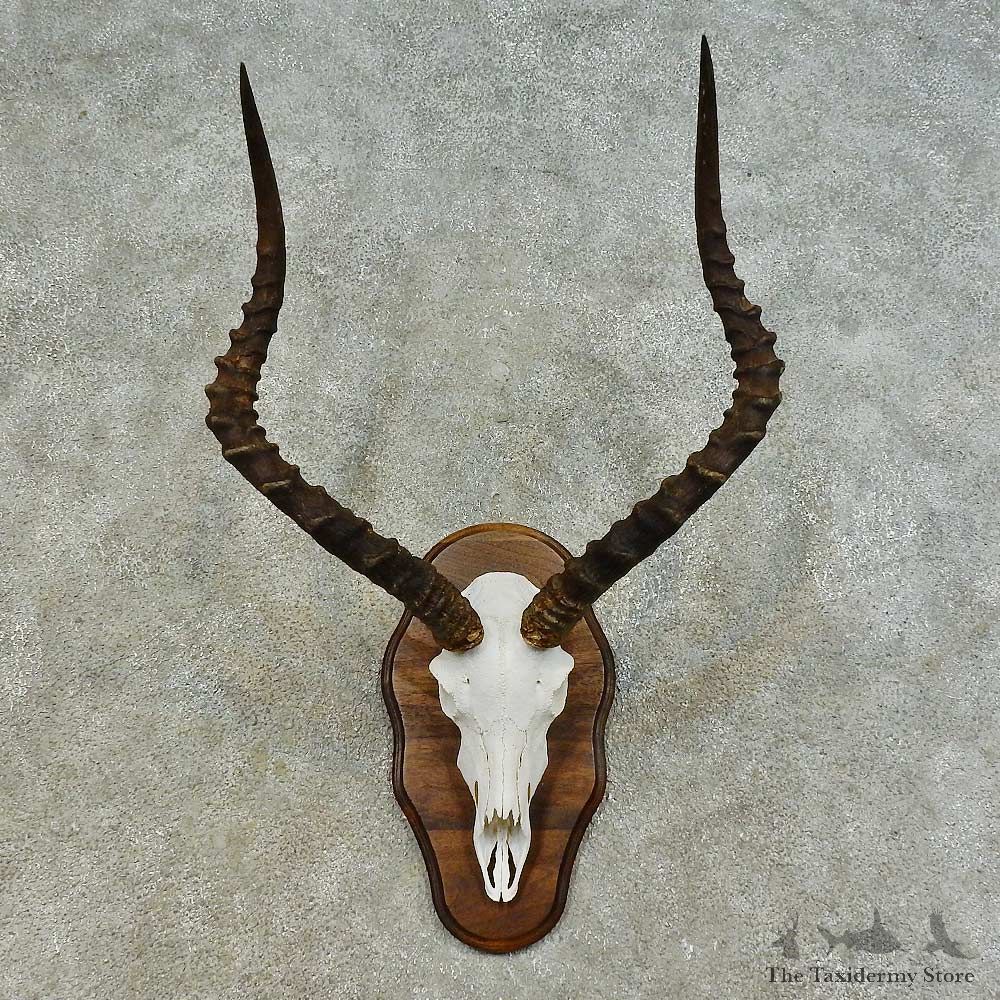 Impala Skull & Horn European Mount For Sale #16360 @ The Taxidermy Store