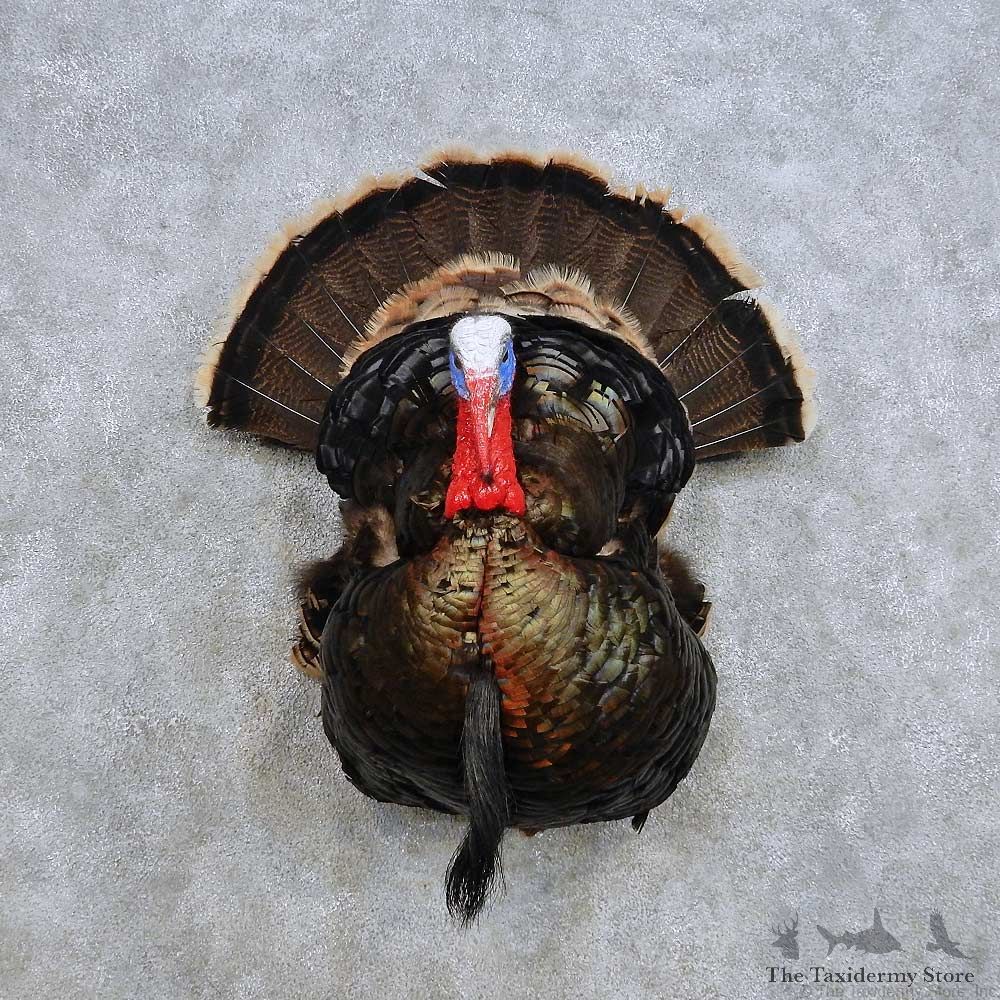 Merriam's Wild Turkey Half-Life-Size Mount For Sale #14411 @ The Taxidermy Store