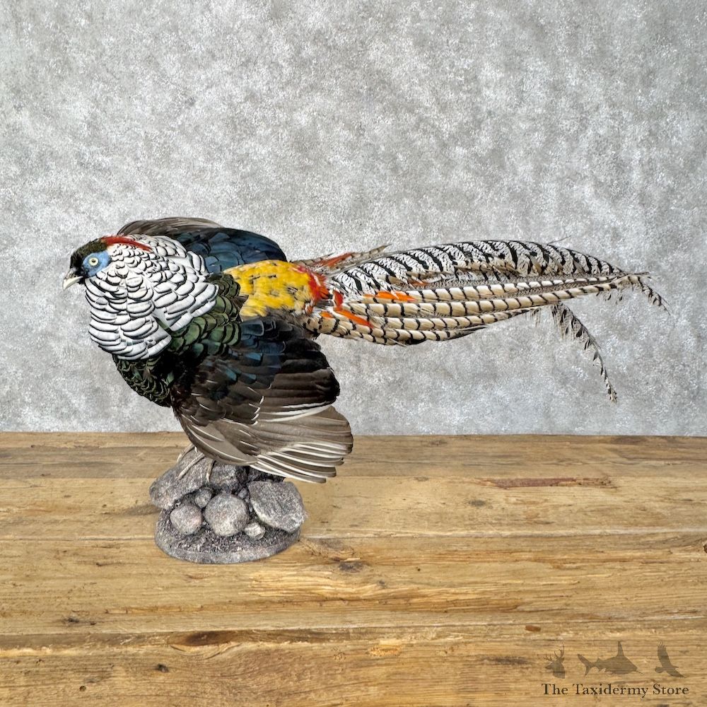 Lady Amherst Pheasant Bird Mount For Sale #30177 @ The Taxidermy Store