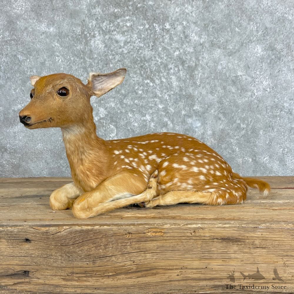 Whitetail Deer Fawn Life-Size Mount For Sale #27373 - The Taxidermy Store