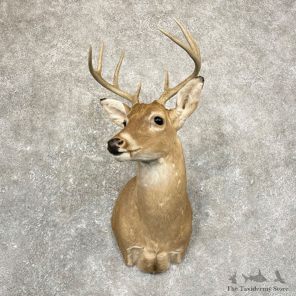 Whitetail Deer Shoulder Mount #24662 For Sale - The Taxidermy Store