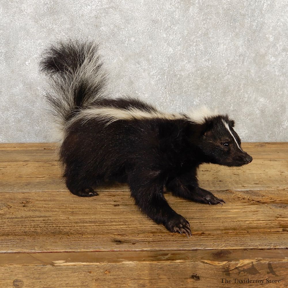 Life-Size Skunk Taxidermy Mount #18791 For Sale @ The Taxidermy Store