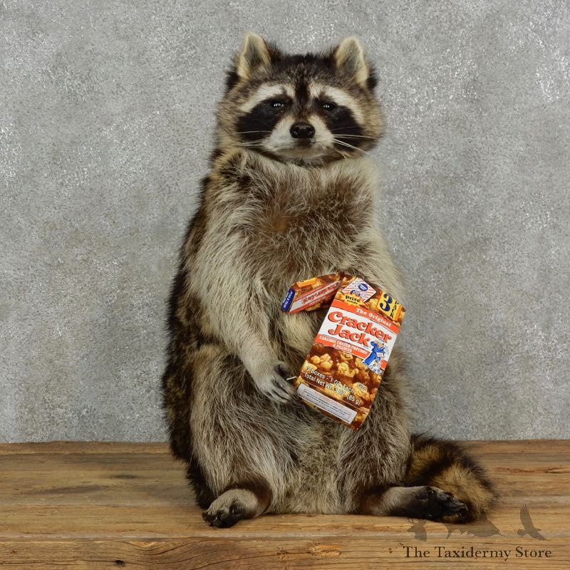 “Cracker Jack” Raccoon Mount For Sale #17121 @ The Taxidermy Store