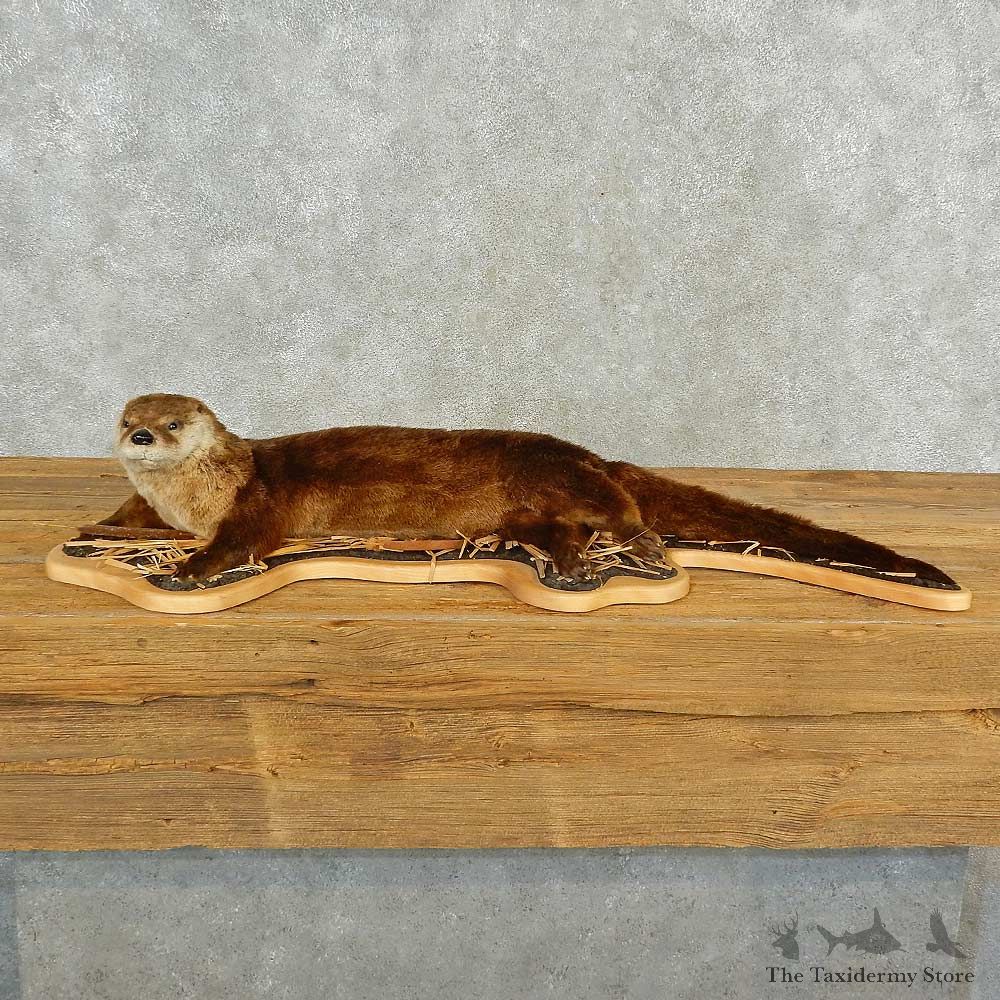 River Otter Life-Size Mount For Sale #16571 @ The Taxidermy Store