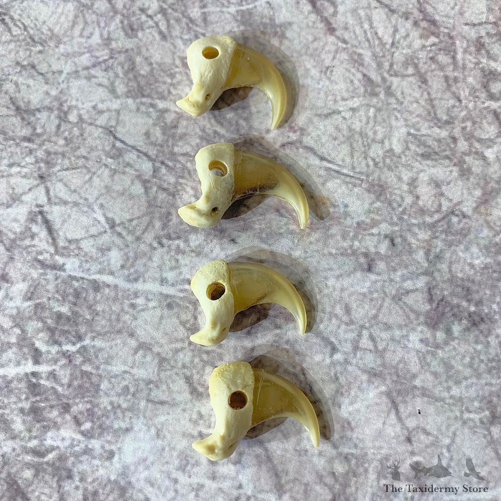 Mountain Lion Cougar Taxidermy Authentic Claws #21917 For Sale @ The Taxidermy Store