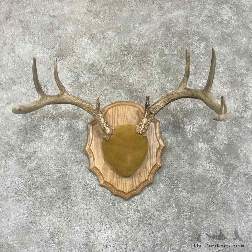 Whitetail Deer Antler Plaque Mount For Sale #30642 @ The Taxidermy Store